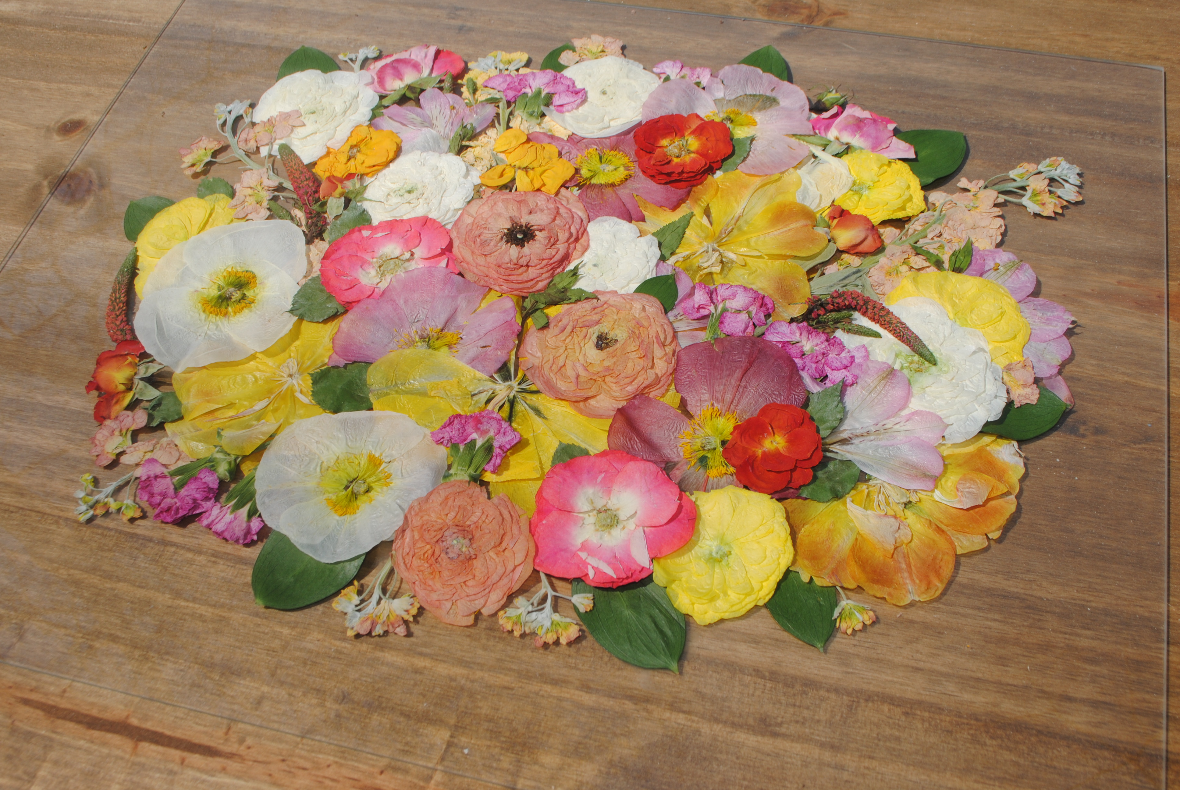 A colorful arrangement of pressed flowers laid out on a wooden table
